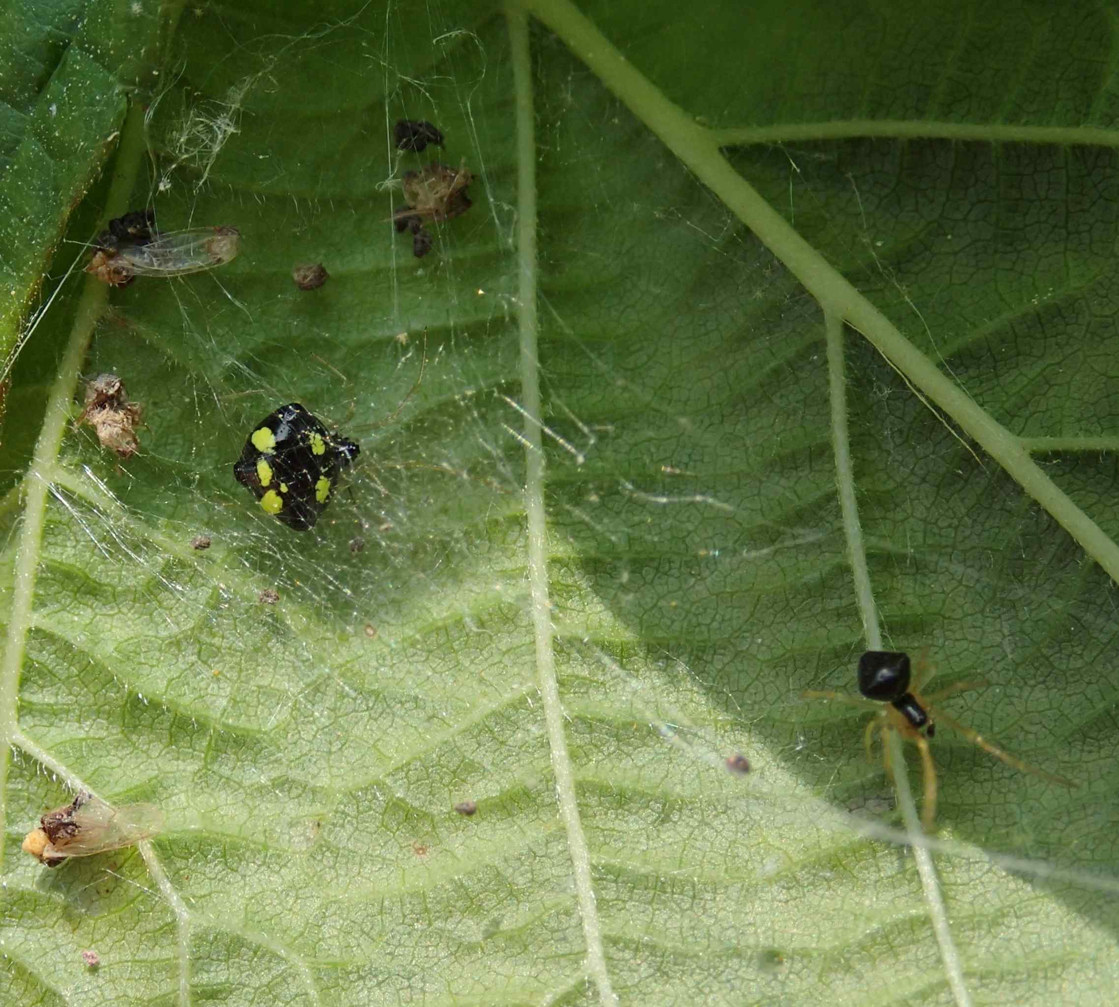 Theridula gonygaster maschio e femmina - Lughignano (TV)